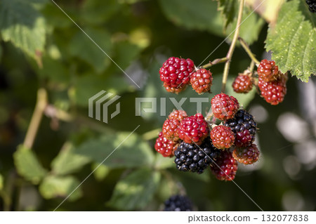 blackberries on shrub branches in warm sunny weather in late summer , harvest blackberries in the garden in the summer season, before the berries ripen and their sweetness appears blackberries on shrub branches in warm sunny weather in late summer , harvest blackberries in the garden in the summer season, before the berries ripen and their sweetness appears 132077838