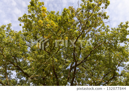oak tree in the autumn season, details of an oak tree with yellowing foliage in the autumn season 132077844