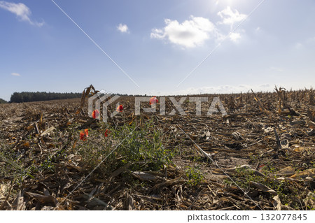 A blooming red poppy against the blue sky in the autumn season, a beautiful red poppy flower in the field after the corn harvest 132077845