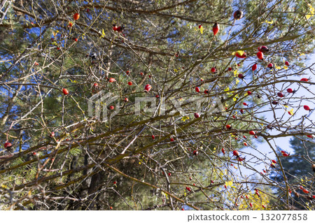 red rose berries in the autumn season, a bush with red rose fruits in the forest in autumn 132077858