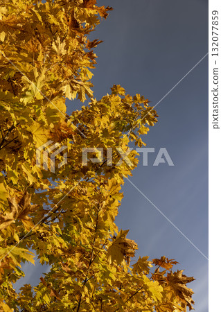 orange maple foliage against the sky, maple foliage changing color in Indian summer in sunny weather orange maple foliage against the sky, maple foliage changing color in Indian summer in sunny weather 132077859
