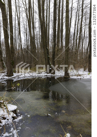 a flooded area with frozen water and tall bare trees in the winter season, a swamp in the winter season with frozen water and trees without foliage reflected in the water a flooded area with frozen water and tall bare trees in the winter season, a swamp in the winter season with frozen water and trees without foliage reflected in the water 132077864
