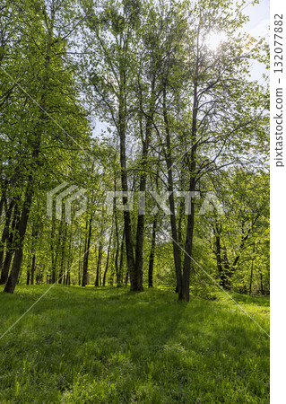 green deciduous trees in the spring season, a large number of different types of trees with green foliage in early spring green deciduous trees in the spring season, a large number of different types of trees with green foliage in early spring 132077882