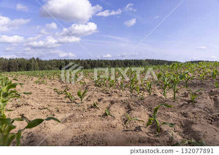 field with green corn in the summer season in cloudy weather with a large number of clouds in a blue sky, a field with green corn before ripening against a blue cloudy sky 132077891