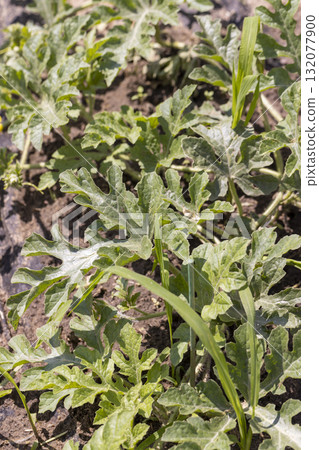 flowering of small watermelon flowers in a field, green foliage and yellow watermelon flowers , a plant on fertile soil in a cold climate flowering of small watermelon flowers in a field, green foliage and yellow watermelon flowers , a plant on fertile soil in a cold climate 132077900