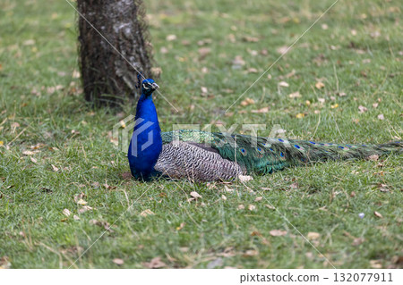 A peacock bird of different colors lies resting in the green grass, a blue peacock with colored plumage lies on the green grass in the summer season 132077911