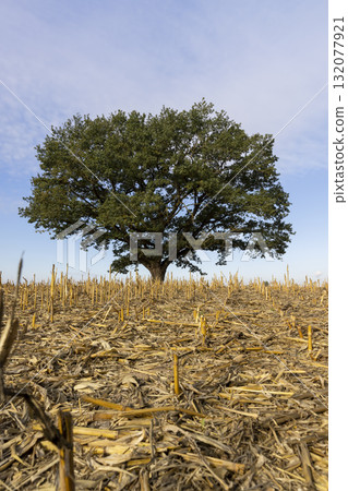a lone tall oak with green foliage in a field after the corn harvest, old oak against the blue sky in a field with stubble from corn in the autumn season a lone tall oak with green foliage in a field after the corn harvest, old oak against the blue sky in a field with stubble from corn in the autumn season 132077921