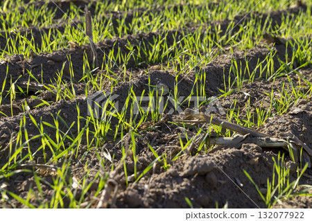 green frost-resistant wheat that was planted in winter, beautiful winter wheat, cereals in the autumn season before frost, sunny weather green frost-resistant wheat that was planted in winter, beautiful winter wheat, cereals in the autumn season before frost, sunny weather 132077922