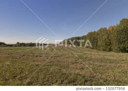 a field with dry, yellowing vegetation and a mixed forest during fall foliage, an autumn landscape in a field with trees in a forest during changes in nature a field with dry, yellowing vegetation and a mixed forest during fall foliage, an autumn landscape in a field with trees in a forest during changes in nature 132077936