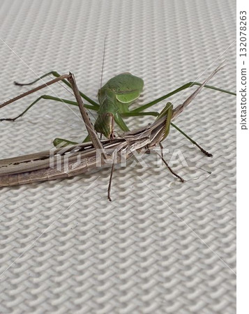 螳螂正在吃蚱蜢 螳螂正在吃蚱蜢 132078263