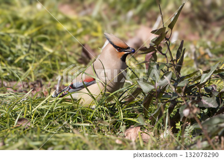 A waxwing that eats the berries of the Japanese beard 132078290