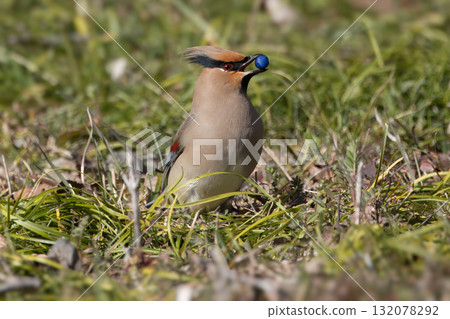 A waxwing that eats the berries of the Japanese beard A waxwing that eats the berries of the Japanese beard 132078292
