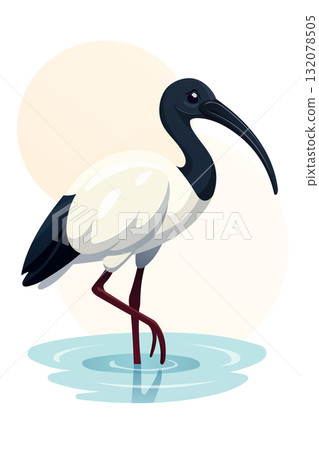 Exotic Black and White Ibis Bird Standing in Water with Reflection in Gradient Vector Style 132078505