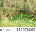 Landscape of apple field 132078865