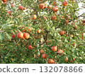 Apple orchard scenery and abundant fruit 132078866