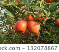 Bright red apples growing in the orchard 132078867