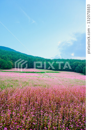 [Red Soba Village] A field of red buckwheat flowers [Minowa Town, Kamiina District] 132078883