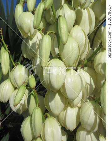 "Yuccaran" flower that blooms twice a year 132079017