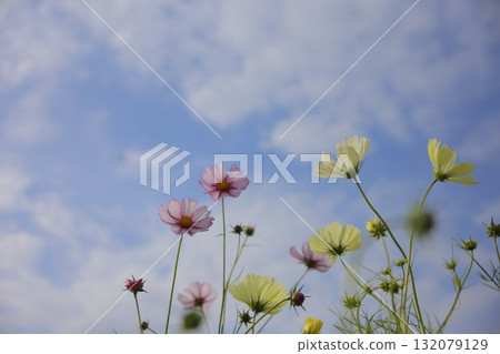 黃色和粉紅色的波斯菊和藍天 132079129