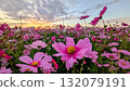 Cosmos illuminated by the sunset 132079191