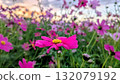 Cosmos illuminated by the sunset 132079192