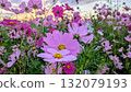 Cosmos illuminated by the sunset 132079193
