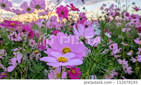 Cosmos illuminated by the sunset 132079193