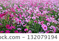 Cosmos in full bloom 132079194