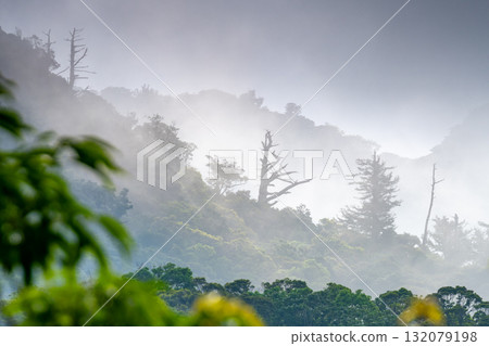 Like a sumi-e painting: Western Forest Road Area, World Natural Heritage Site, Yakushima (Spring) 132079198