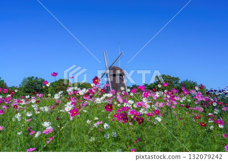 A view of a windmill against a blue sky seen through blooming cosmos 132079242