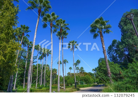 華盛頓公園的景色，藍天映襯著棕櫚樹 132079245