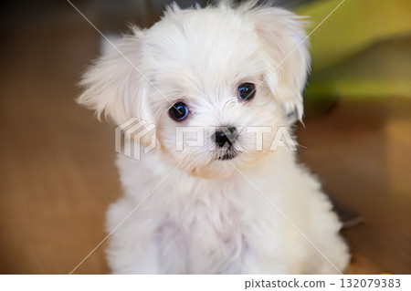 表情可愛的馬耳他犬 132079383