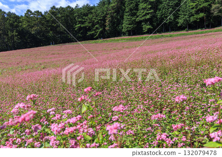 長野縣三之輪町的藍天與盛開的紅蕎麥花構成了美麗的鄉村風景(赤蕎麥村) 長野縣三之輪町的藍天與盛開的紅蕎麥花構成了美麗的鄉村風景(赤蕎麥村) 132079478