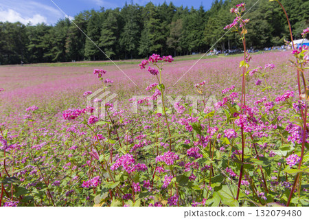 長野縣三之輪町的藍天與盛開的紅蕎麥花構成了美麗的鄉村風景（赤蕎麥村） 132079480