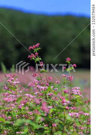 長野縣三之輪町的藍天與盛開的紅蕎麥花構成了美麗的鄉村風景（赤蕎麥村） 132079484