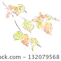 Autumn plants, watercolor illustration of cherry blossom leaves beginning to change color 132079568