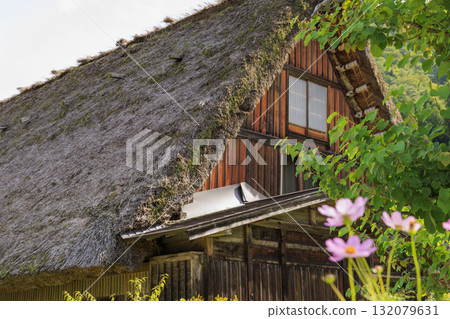 Autumn scenery of Shirakawa-go Gassho-style houses and blooming cosmos 132079631