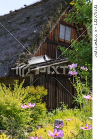 Autumn scenery of Shirakawa-go Gassho-style houses and blooming cosmos Autumn scenery of Shirakawa-go Gassho-style houses and blooming cosmos 132079632