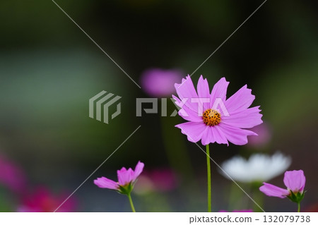 粉紅宇宙 132079738