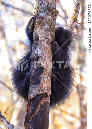 Close up of a North American porcupine portrait in the tree during the autumn, Canada Close up of a North American porcupine portrait in the tree during the autumn, Canada 132079778