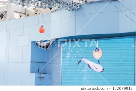 The moment when a Pacific white-sided dolphin jumps and touches the ball at the Hakkeijima Sea Paradise show 132079912