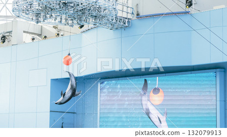 The moment when a Pacific white-sided dolphin jumps and touches the ball at the Hakkeijima Sea Paradise show 132079913