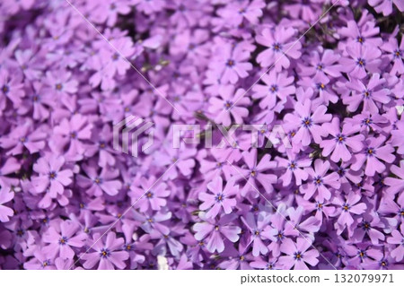 Purple cluster of moss phlox Purple cluster of moss phlox 132079971