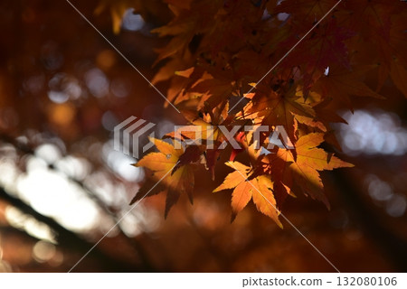Autumn leaves shining in the backlight (autumn scenery) 132080106