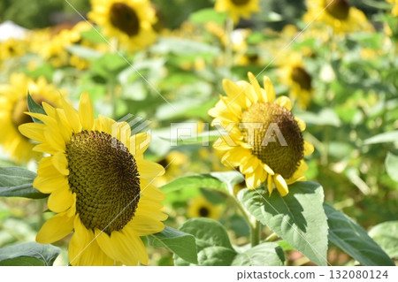 Sunflowers: The Beginning of Summer 132080124