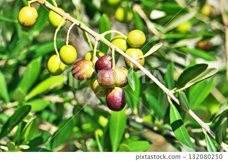 Olives on a sunny day (Autumn, October) Olives on a sunny day (Autumn, October) 132080250