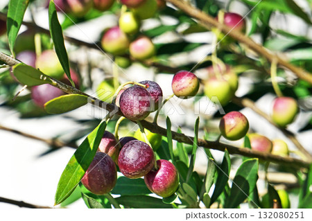 Olives on a sunny day (Autumn, October) Olives on a sunny day (Autumn, October) 132080251