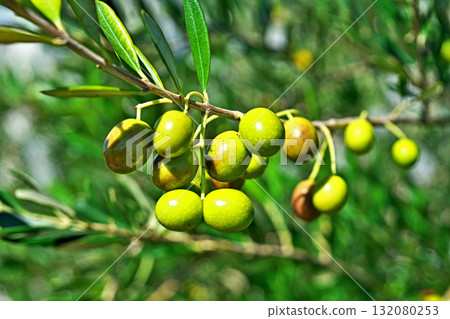 Olives on a sunny day (Autumn, October) Olives on a sunny day (Autumn, October) 132080253