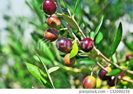 Olives on a sunny day (Autumn, October) Olives on a sunny day (Autumn, October) 132080256