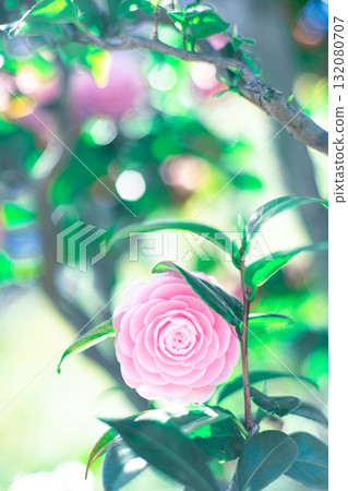 Pink brim Pink brim 132080707